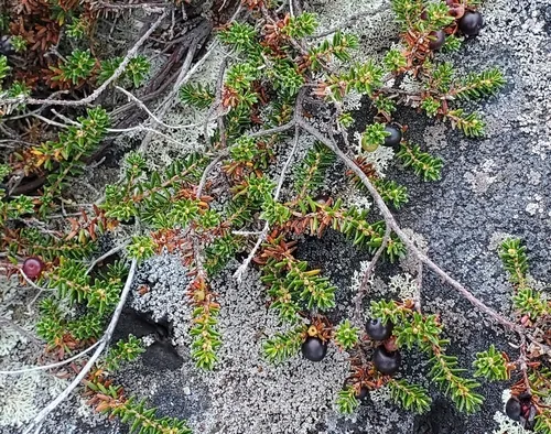 Purple Crowberry