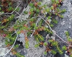 Purple Crowberry thumbnail 1
