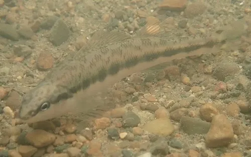 Dusky Darter
