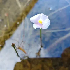 Northeastern Bladderwort thumbnail 2