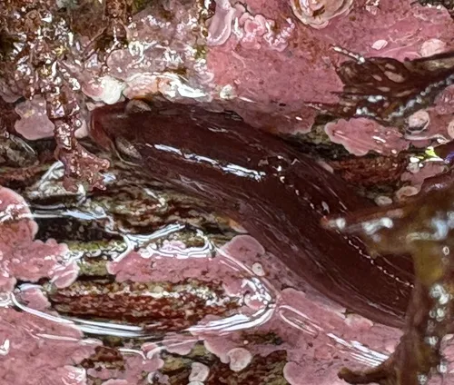 Ribbon Prickleback
