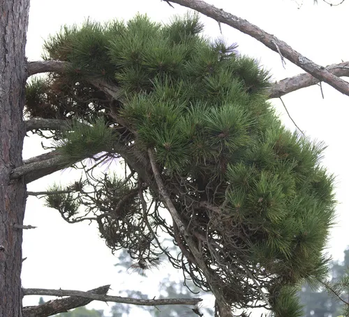 Pine Witches' Broom Phytoplasma