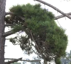 Pine Witches' Broom Phytoplasma thumbnail 1