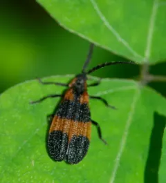 Banded Net-winged Beetle thumbnail 2