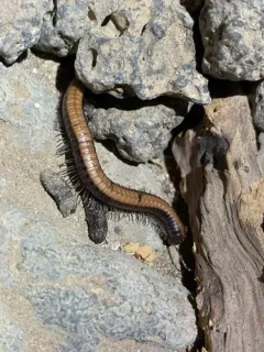 Californiulus dorsovittatus thumbnail 2