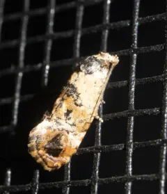 Hoffman's Cochylid Moth thumbnail 2