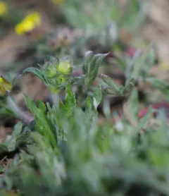 Pedersen's Cinquefoil thumbnail 2
