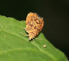 Dichrorampha leopardana thumbnail 2