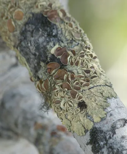 Mountain Candlewax Lichen