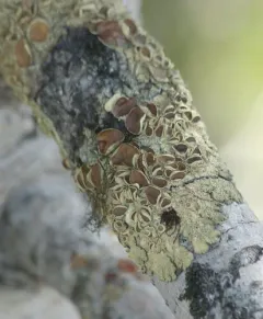 Mountain Candlewax Lichen thumbnail 1