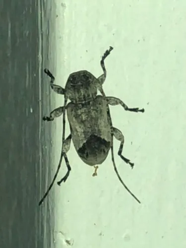 Styloleptus biustus