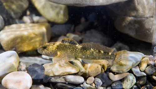 Wood River Sculpin