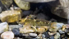 Wood River Sculpin thumbnail 1