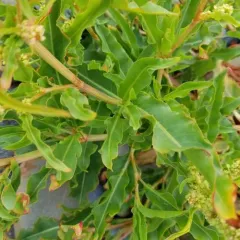 Thickleaf Willow Dock thumbnail 4