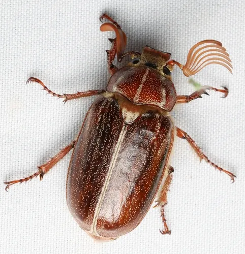 Hammond's Lined June Beetle