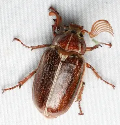 Hammond's Lined June Beetle thumbnail 1