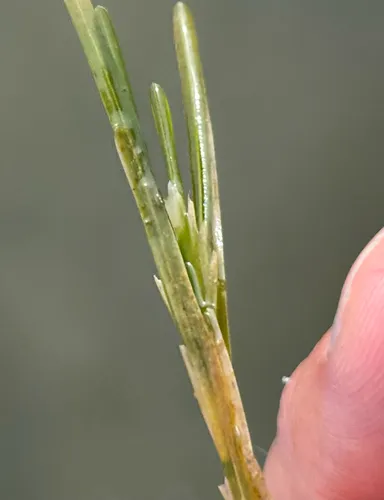 Fries' Pondweed
