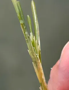 Fries' Pondweed thumbnail 1