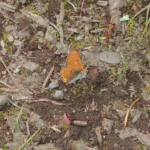 Lilac-bordered Copper