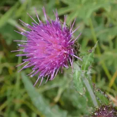 Fewleaf Thistle thumbnail 2