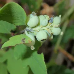creeping snowberry thumbnail 1