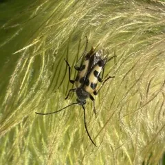 Judolia instabilis thumbnail 2