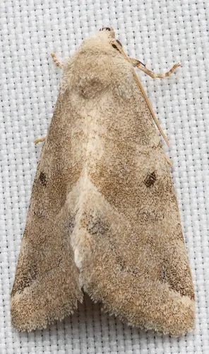 Plagiomimicus expallidus
