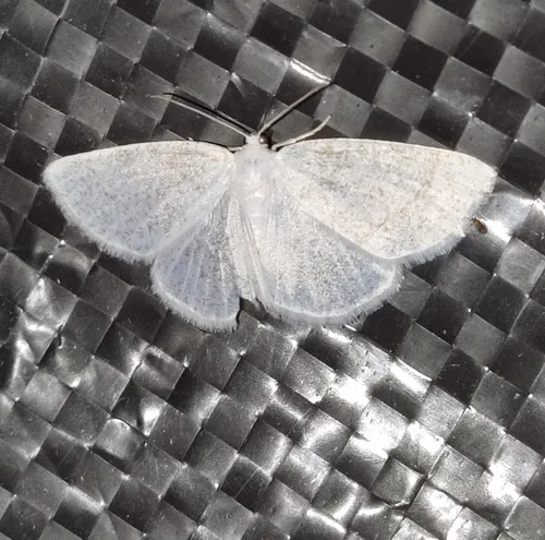Vestal Moth