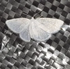 Vestal Moth thumbnail 1