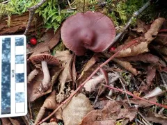 Cortinarius grosmorneensis thumbnail 4