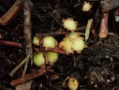 Podophacidium xanthomelum thumbnail 4