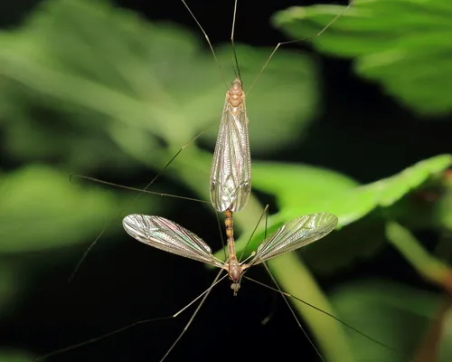 Dolichopeza obscura