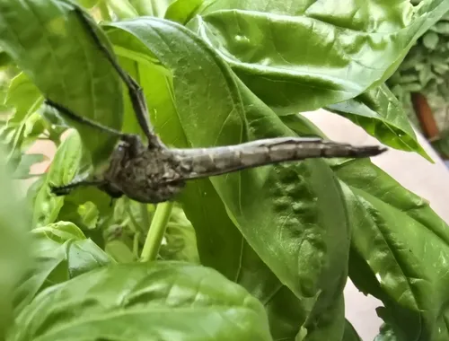 Proctacanthus occidentalis