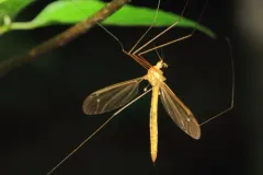Nephrotoma euceroides thumbnail 1
