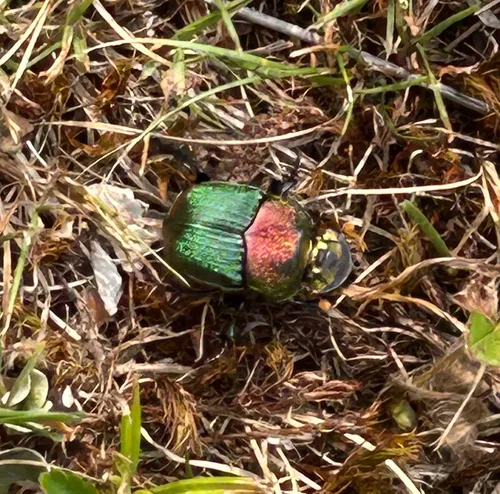 Rainbow Scarab