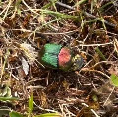 Rainbow Scarab thumbnail 1