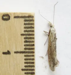 Ypsolopha falciferella thumbnail 3