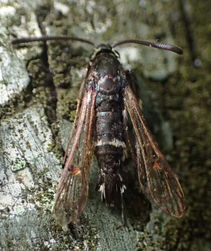Oak Gall Borer Moth