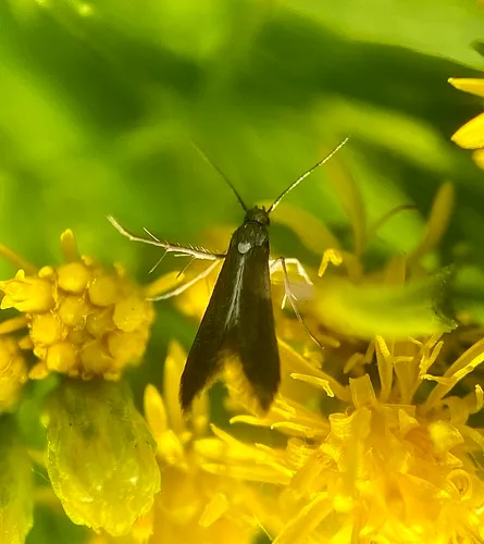 Schreckensteinia felicella