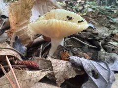 Russula garyensis thumbnail 2