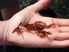 Grateloupia californica thumbnail 2