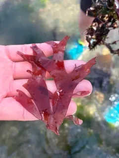 Sarcodiotheca furcata thumbnail 2