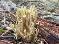 Phaeoclavulina eumorpha thumbnail 3