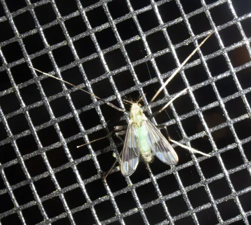 Stenochironomus poecilopterus