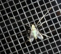 Stenochironomus poecilopterus thumbnail 1