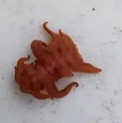 Hag Moth thumbnail 2