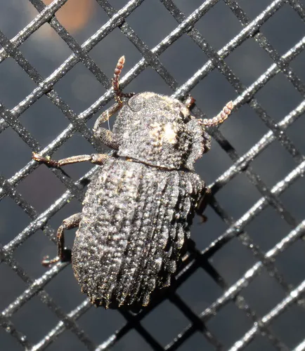 Bolitophagus corticola