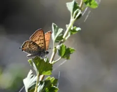 Tailed Copper thumbnail 2