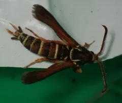 Grape Root Borer Moth thumbnail 4