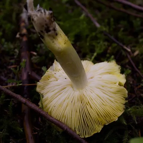 Tricholoma subsejunctum